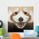 Close-up Young Red Panda Wall Mural