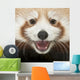 Close-up Young Red Panda Wall Mural