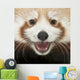 Close-up Young Red Panda Wall Mural