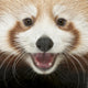 Close-up Young Red Panda Wall Mural