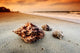 shell Wall Mural