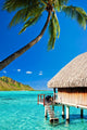 Bungallow and Palm with