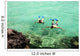 Snorkeling Wall Mural