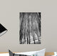 Aspen Trees in Evening Light BW Wall Mural