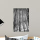 Aspen Trees in Evening Light BW Wall Mural