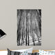 Aspen Trees in Evening Light BW Wall Mural