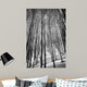 Aspen Trees in Evening Light BW Wall Mural
