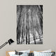 Aspen Trees in Evening Light BW Wall Mural