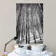 Aspen Trees in Evening Light BW Wall Mural