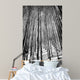 Aspen Trees in Evening Light BW Wall Mural