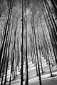 Aspen Trees in Evening Light BW Wall Mural