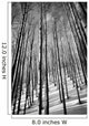 Aspen Trees in Evening Light BW Wall Mural