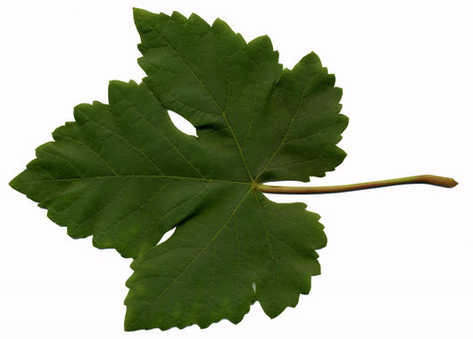 Vine Leaf Wall Decal