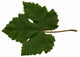 Vine Leaf Wall Decal