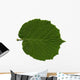 Feuille Noisetier Wall Decal