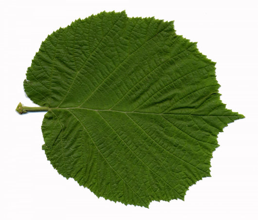 Feuille Noisetier Wall Decal