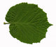 Feuille Noisetier Wall Decal