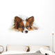 Papillon Dog Wall Mural