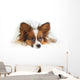Papillon Dog Wall Mural
