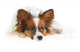 Papillon Dog Wall Mural