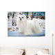 Maltese Dog