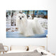 Maltese Dog