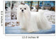 Maltese Dog