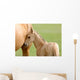 Horse and Colt