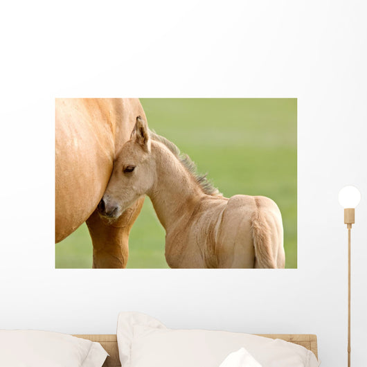 Horse and Colt