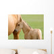 Horse and Colt