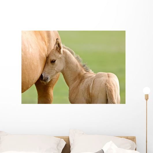 Horse and Colt
