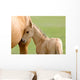 Horse and Colt