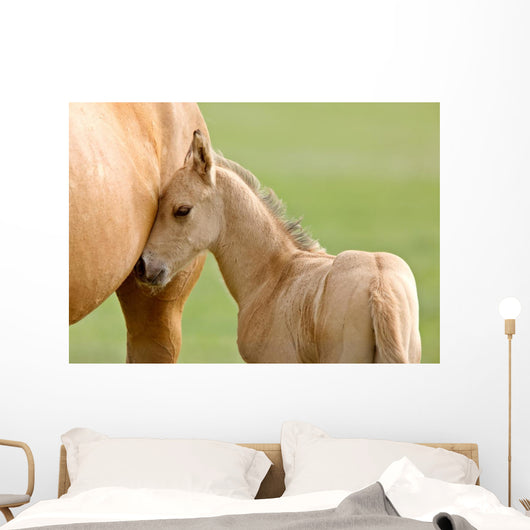 Horse and Colt