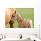 Horse and Colt