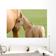 Horse and Colt