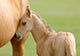 Horse and Colt
