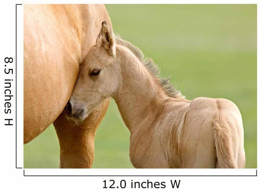 Horse and Colt