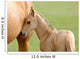 Horse and Colt