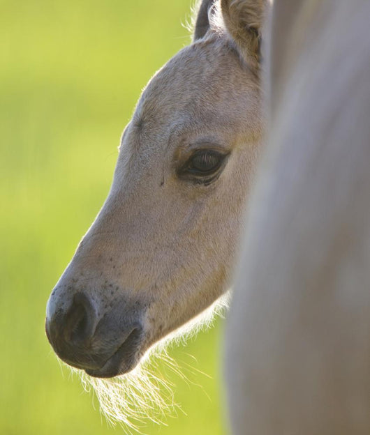 Colt and Mother