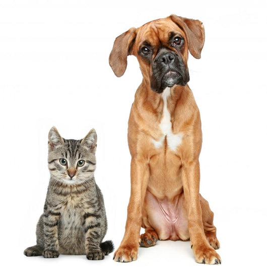 Brown Cat and Dog