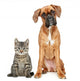 Brown Cat and Dog