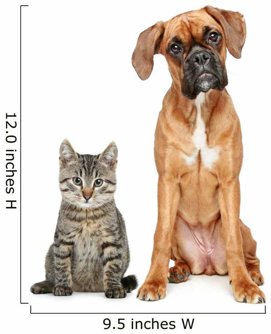 Brown Cat and Dog
