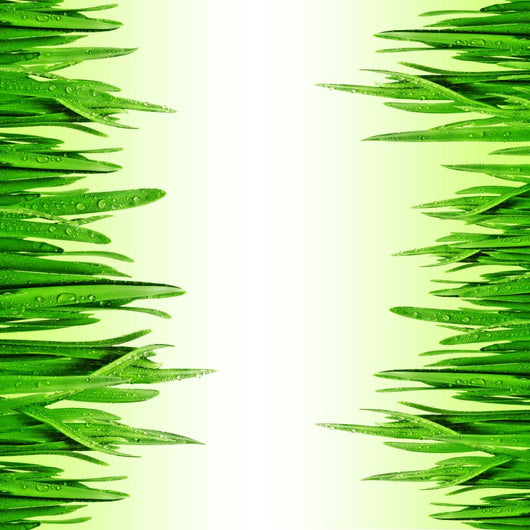 Grass Border Wall Mural