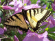 Eastern Tiger Swallowtail Wall Mural