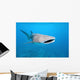 Whale shark Wall Mural