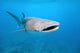 Whale shark Wall Mural