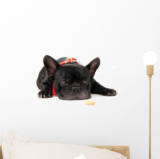 Laying French Bulldog with