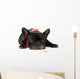 Laying French Bulldog with