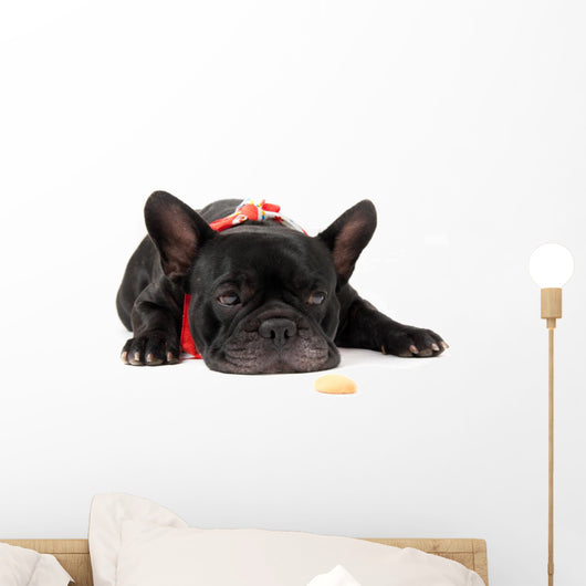 Laying French Bulldog with