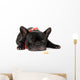 Laying French Bulldog with